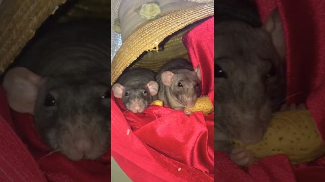 Крысы и миндалька смотреть онлайн