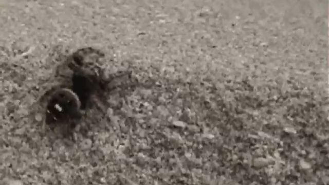 Jersey Shore jumping Spider смотреть онлайн