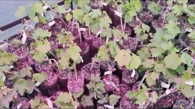 Вегетирующие саженцы винограда. Город Донецк.