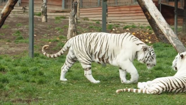 Tiger Sound / Bengal Tiger #tigervoice / голос тигра