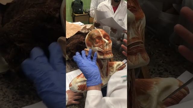 Мышцы Головы 1