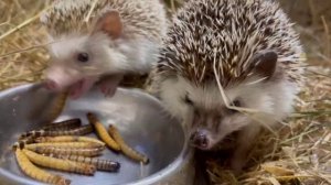 ⚡️Рубрика #Красная_Книга📕 Знакомьтесь – Белобрюхий ёж.