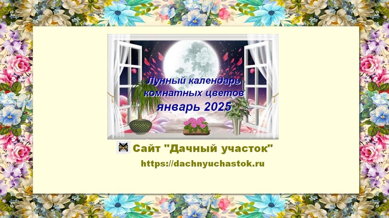 Лунный календарь комнатных растений и цветов на январь 2025 года смотреть онлайн