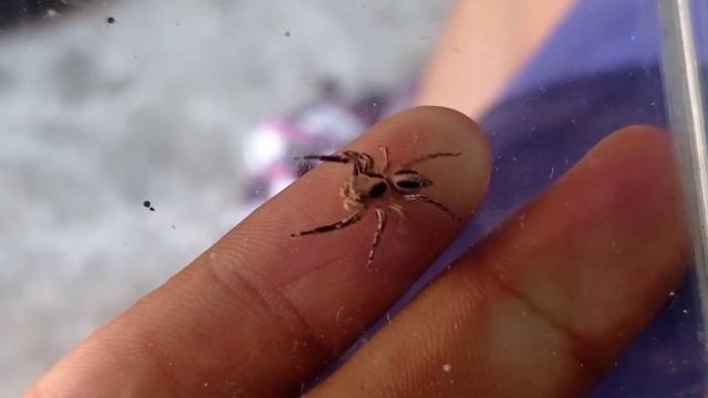 face spider mini tarantula смотреть онлайн