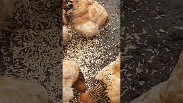 куры Брама палевая смотреть онлайн