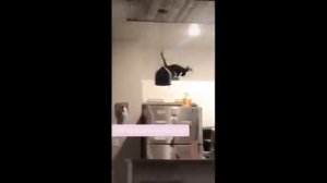 ПРИКОЛЫ С КОТАМИ! Смешные ЖИВОТНЫЕ с озвучкой! Смешные коты! #рутуб #кошка #котик