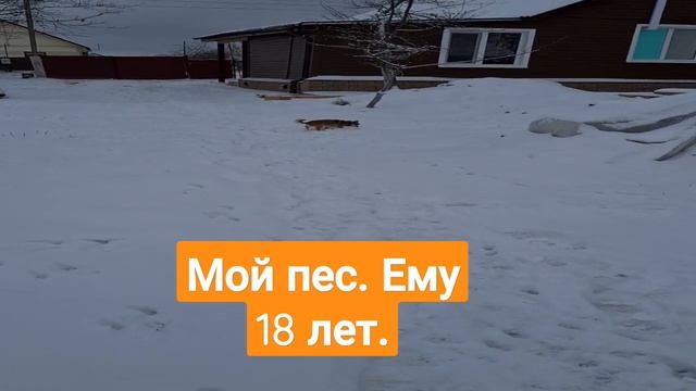 Не любит он снег. смотреть онлайн