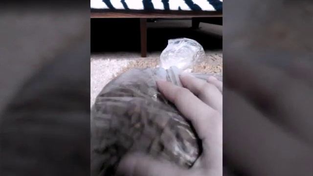 Покупки из зоомагазина смотреть онлайн