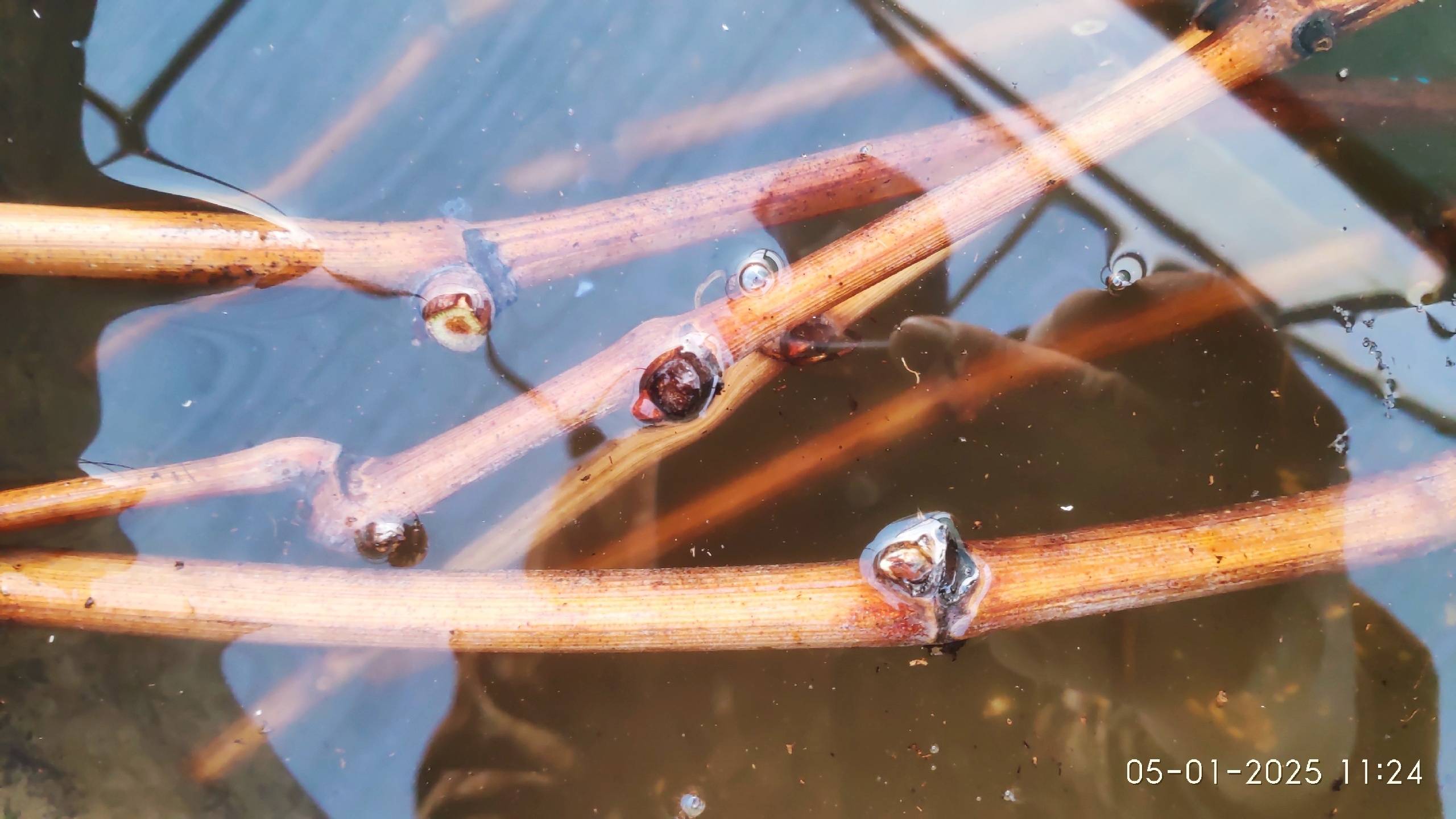 Хранение черенков и лозы винограда, подготовка к укоренению смотреть онлайн