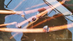 Хранение черенков и лозы винограда, подготовка к укоренению