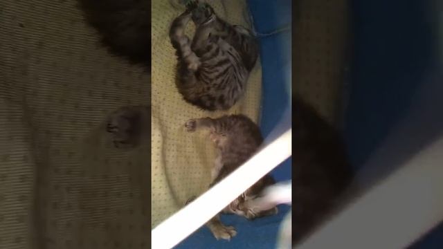 Highlander / Highland Lynx Kittens 07.29.2019 VABeachCats - Cat Nap смотреть онлайн