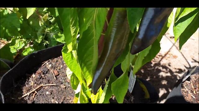 В гостях у нашей дочери в Счастливом городе!Поехали со мной! смотреть онлайн