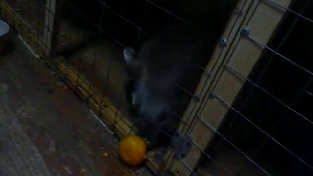 Енот Поча кушает мандарин смотреть онлайн