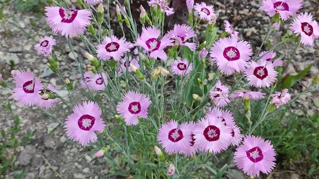 Прогулка по нашему цветущему саду. смотреть онлайн