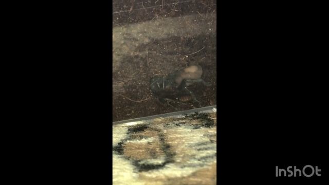 Кормление паука птицееда!Brachypelma Vagans смотреть онлайн