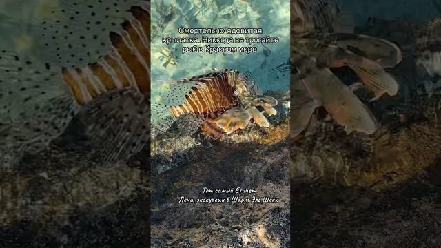 Осторожно! Ядовитая крылатка выходит на сушу смотреть онлайн