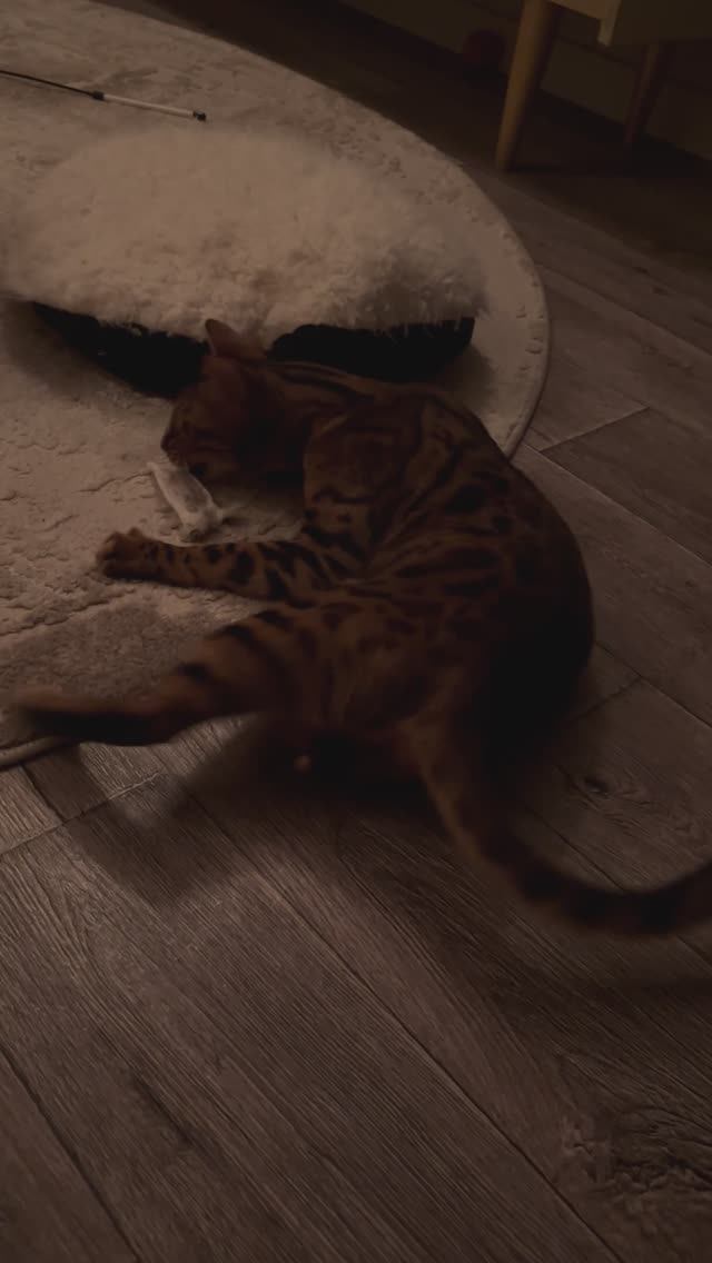 Инструкция-котэ