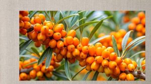 Облепиха: Польза, Вред и Рецепт Полезного Чая 🍵