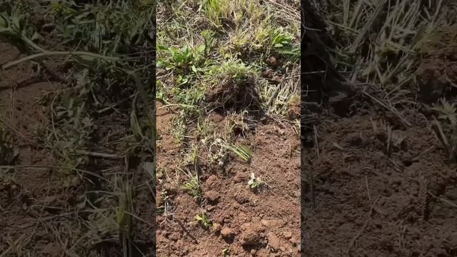 Шок!!!Серебряный орден! смотреть онлайн