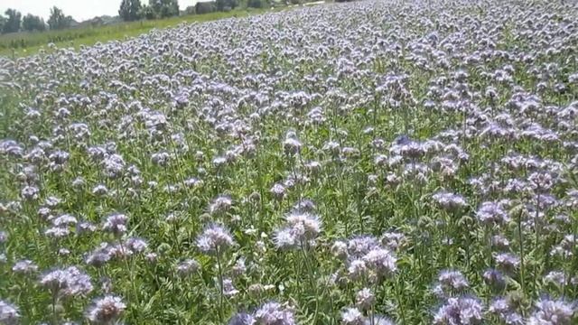 Фацелия как медонос смотреть онлайн