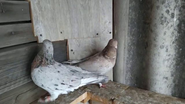 Мраморные и Ленинаканцы,Бойные голуби.Marble And Leninakan Fighting Pigeons.