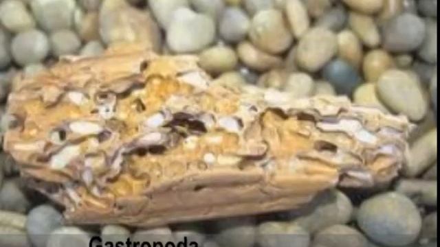 Biologi song mollusca X2 смотреть онлайн