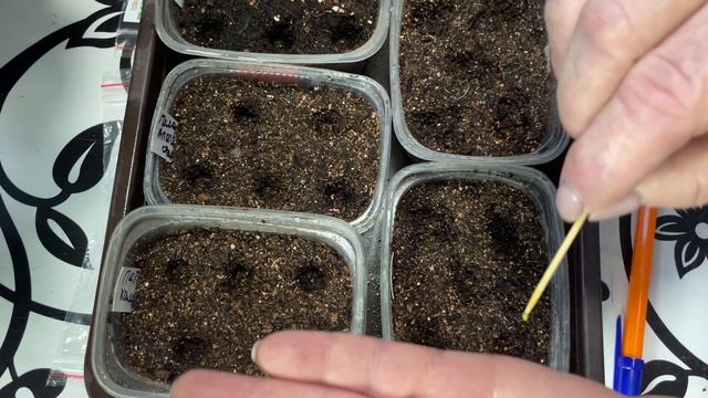 Ранний посев петунии для дальнейшего черенкования. смотреть онлайн