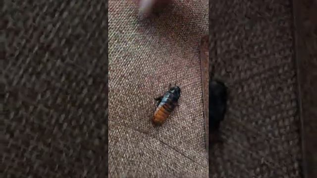 Мадагаскарские шипящие тараканы смотреть онлайн