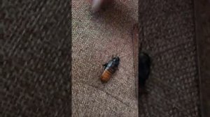 Мадагаскарские шипящие тараканы