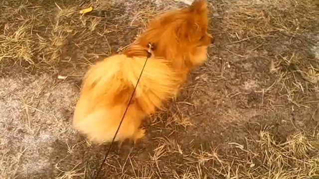 Шпиц гавкает смотреть онлайн