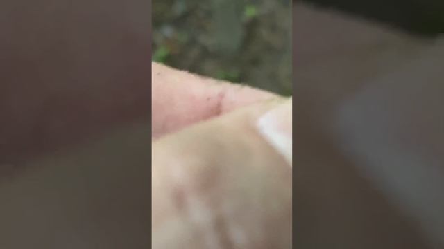 Монета чешуйка смотреть онлайн