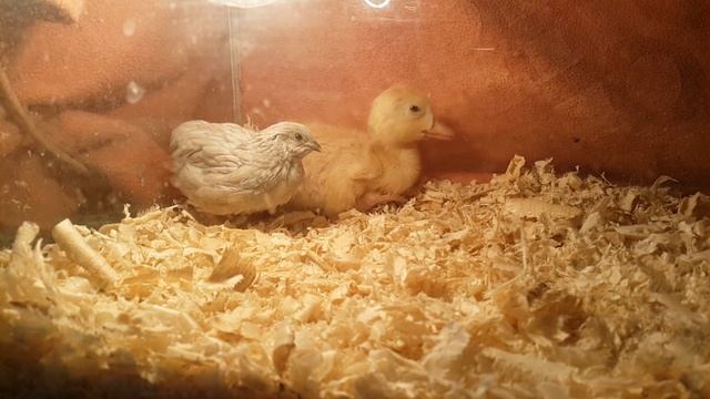 Дружба китайского расписного перепела и пекинского утенка. смотреть онлайн