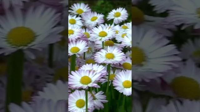 Маргаритки. Дмитрий Шлапак смотреть онлайн