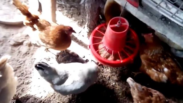 Uy Hayvonlari | RUS Tilida | Bolalar Uchun