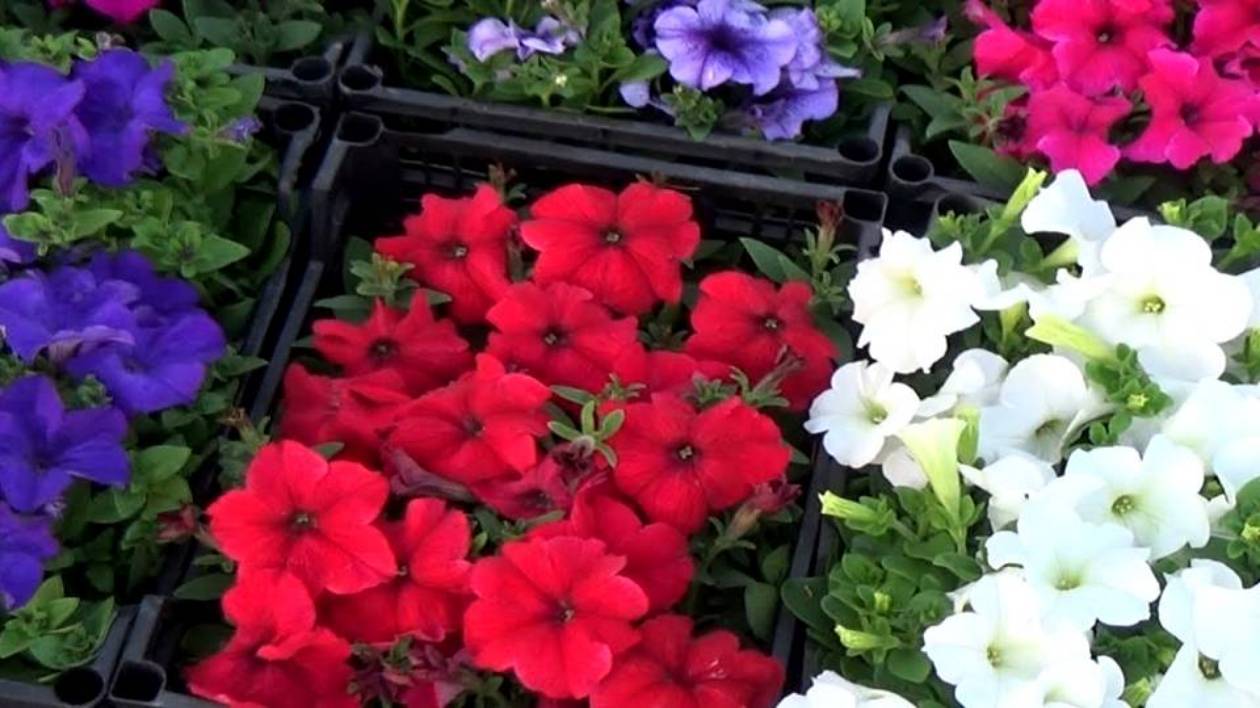 ПЕТУНИЯ БЕЗ ПИКИРОВКИ- КАК СПОСОБ ВЫРАЩИВАНИЯ! ПЕТУНИЯ НА РАССАДУ! ПЕТУНИЯ БЫСТРЫЕ ВСХОДЫ БМ смотреть онлайн