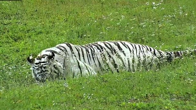 Тигр - Лайф Камера - Наблюдение в Павильоне РЕЛАКС