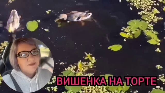 ЧТО ОНА ТВОРИТ! VREDINA LIFE. ОБЗОР.