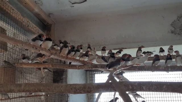 Зебровые амадины. смотреть онлайн