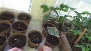 5 апреля 2020 г. Сидим дома, сеем арбузы, дыни, помидоры и душистый табак или пр