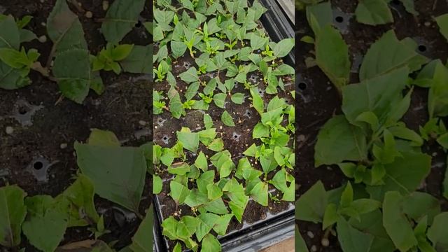 Мой способ укоренения гортензии метельчатой