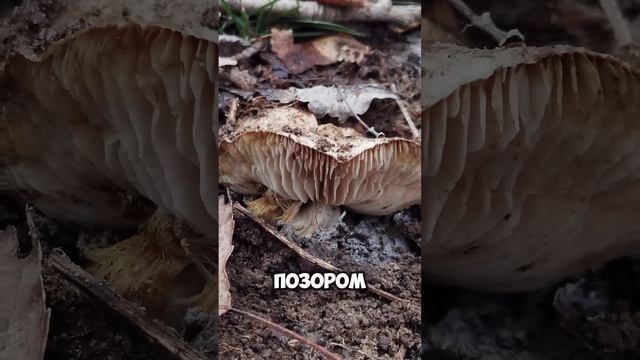 День 36: Худею по методу тарелки #похудение #лишнийвес #диета #мотивация #худеемвместе смотреть онлайн