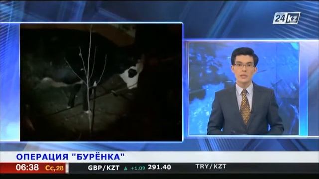 Застряла корова на юге Казахстана смотреть онлайн