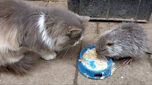 Друзья познаются в ЕДЕ. Нутрик и кошка. 30.11.24