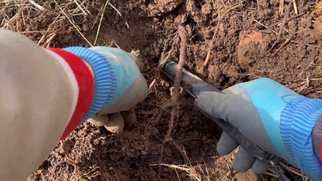 МОЛОДОЙ ЛЕС И НЕОЖИДАННЫЕ НАХОДКИ! смотреть онлайн