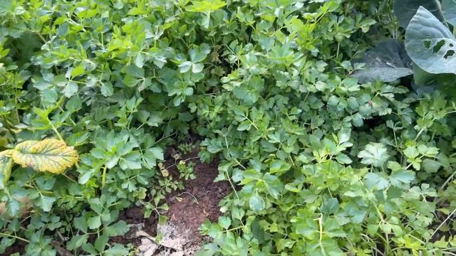 相亲对象为了让爸妈放心，亲自下厨做晚饭，爸妈尝后脸色瞬间变了 смотреть онлайн