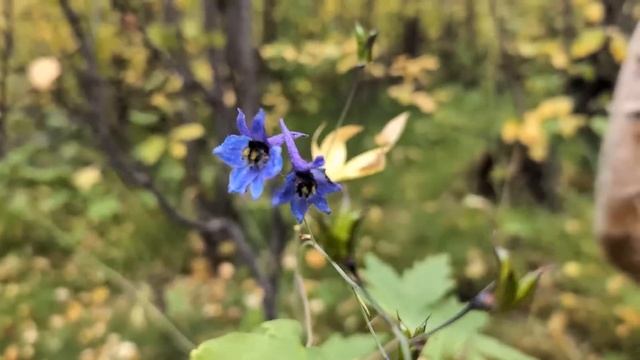 Норильск/Гуляем по осенней тундре/В поисках грибов. смотреть онлайн