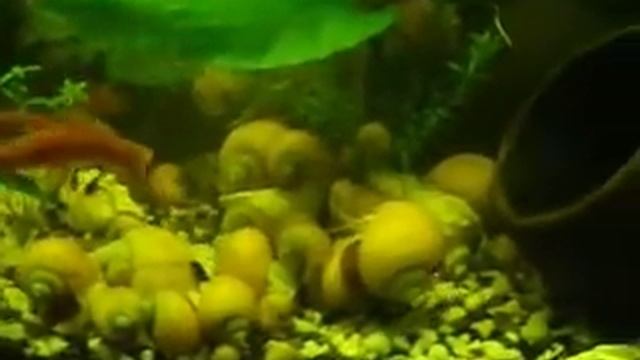 Гуппи, меченосцы, анцитрусы смотреть онлайн