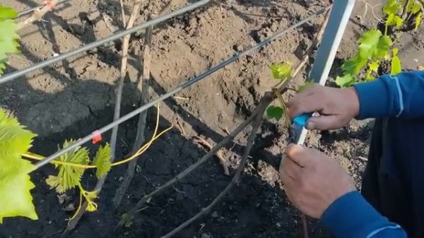 Начинающим виноградарям. Учимся правильно прививать виноград. Город Донецк