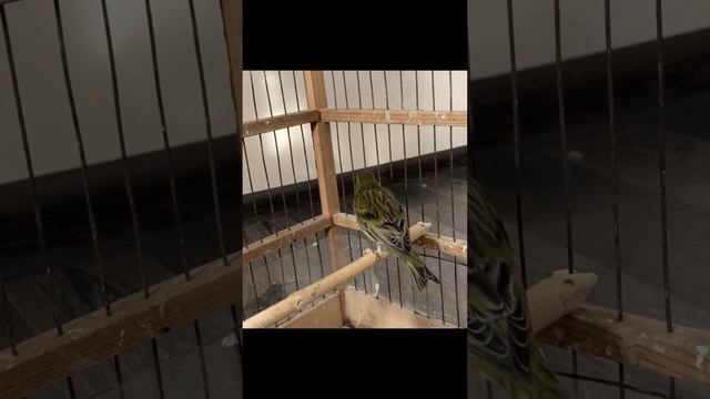 Гибрид чижа и Канарейки поет. Песня #birds #птицы #весна #певчиептицы #птицыдома #гибридканарейки смотреть онлайн