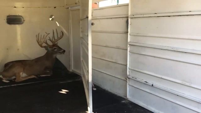 Nacho Grande released into a DMP with 20 does. смотреть онлайн